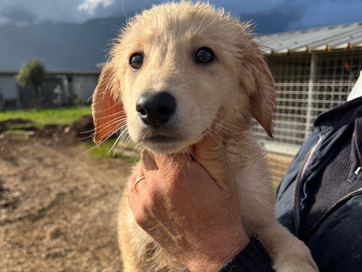 Adozione cane, maschio, Razza sconosciuta Razza sconosciuta, 3 mesi, taglia media, Frosinone