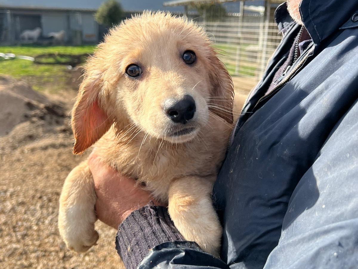 Adotta un cane, maschio, 3 mesi, Frosinone