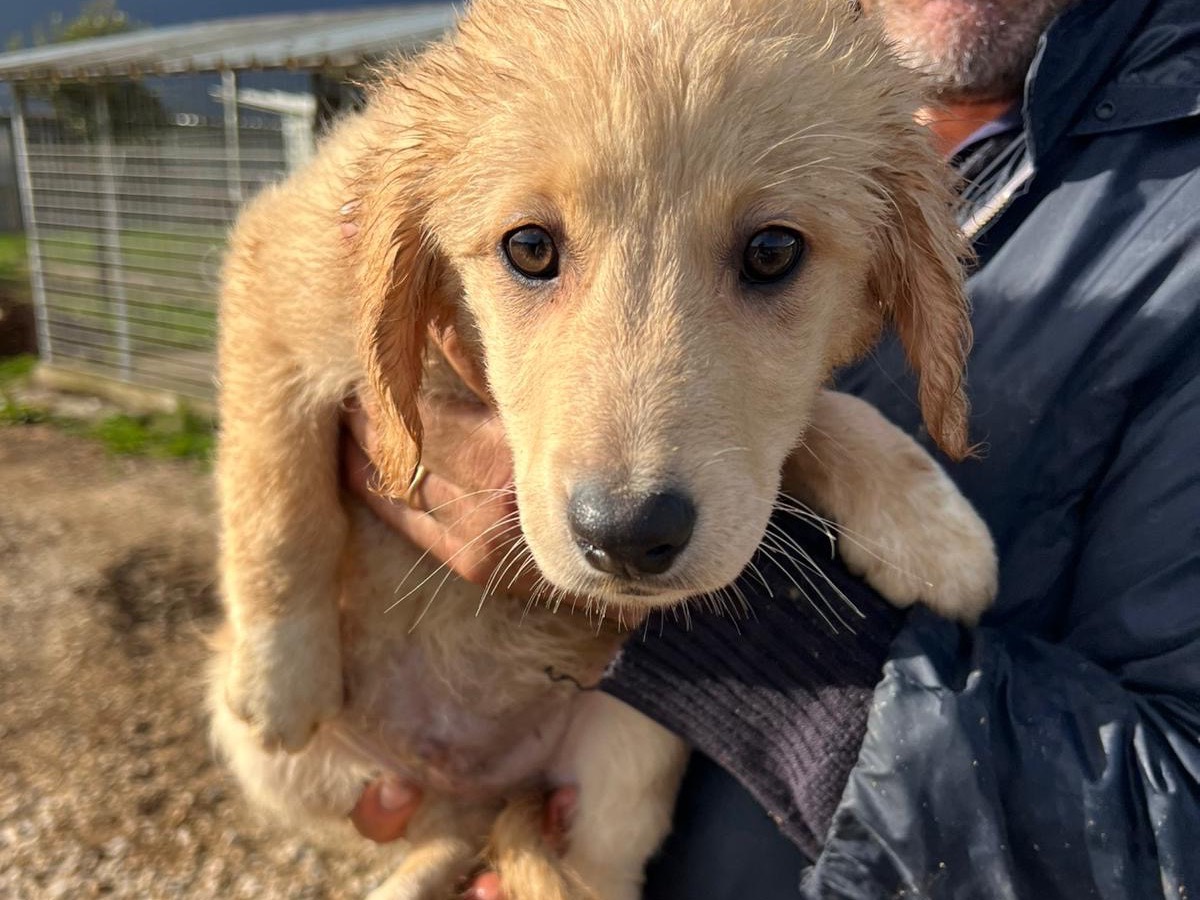 Adotta un cane, taglia media, maschio, Frosinone