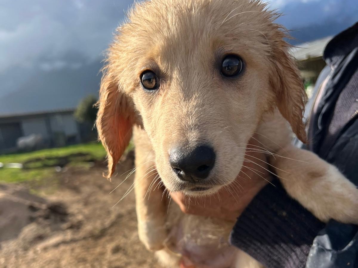 Vuoi adottare un cane a Frosinone?