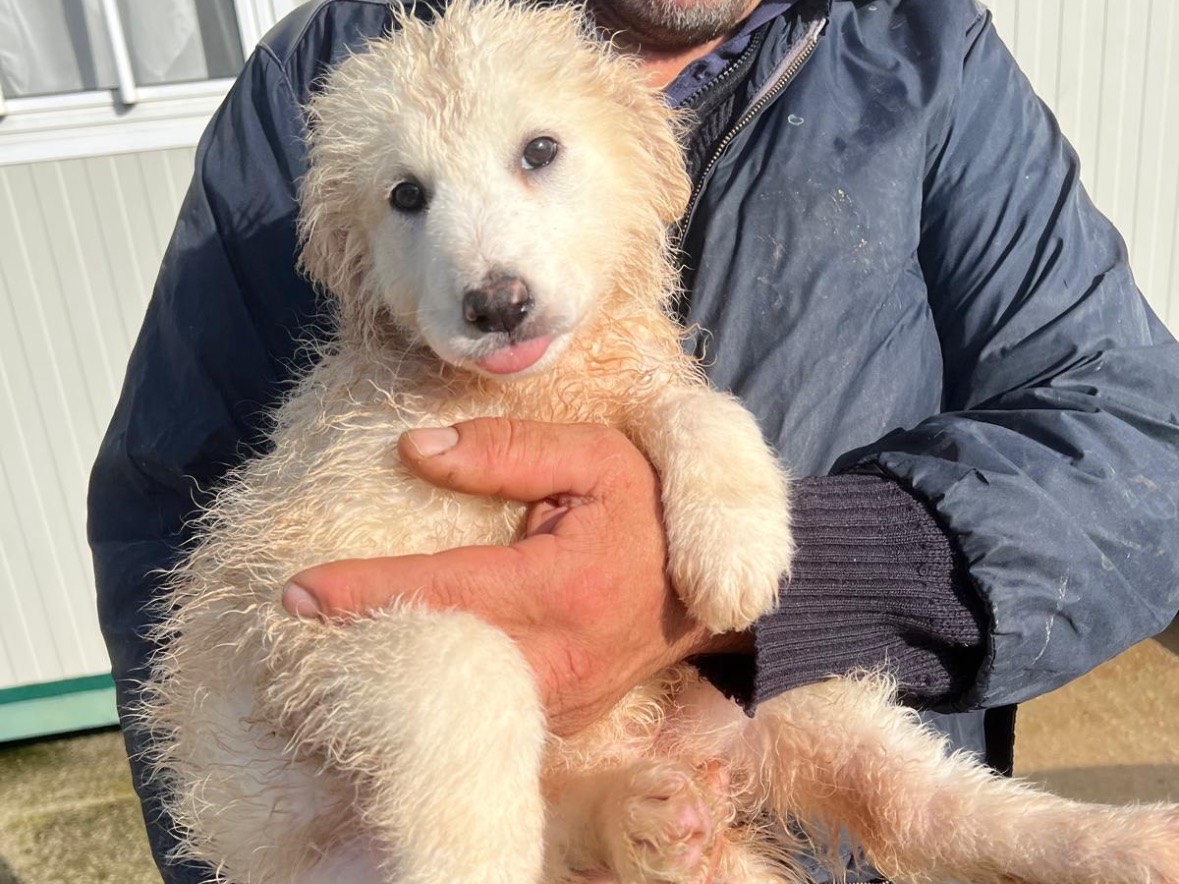 Adozione cane, femmina, Razza sconosciuta Razza sconosciuta, 3 mesi, taglia media, Frosinone