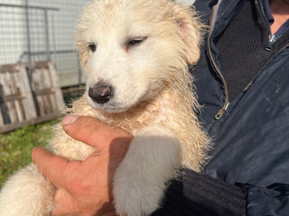 Adotta un cane, femmina, 3 mesi, Frosinone