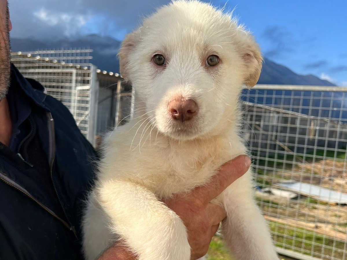 Adozione cane, maschio, Razza sconosciuta Razza sconosciuta, 3 mesi, taglia media, Frosinone