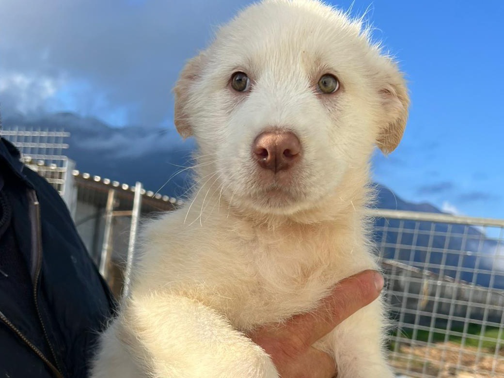 Adotta un cane, taglia media, maschio, Frosinone