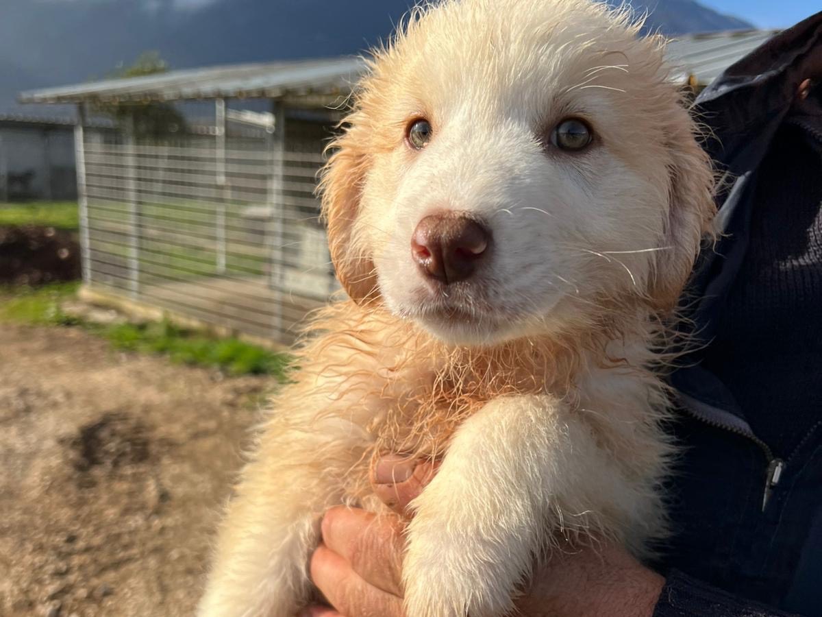 Adozione cane, maschio, Razza sconosciuta Razza sconosciuta, 3 mesi, taglia media, Frosinone