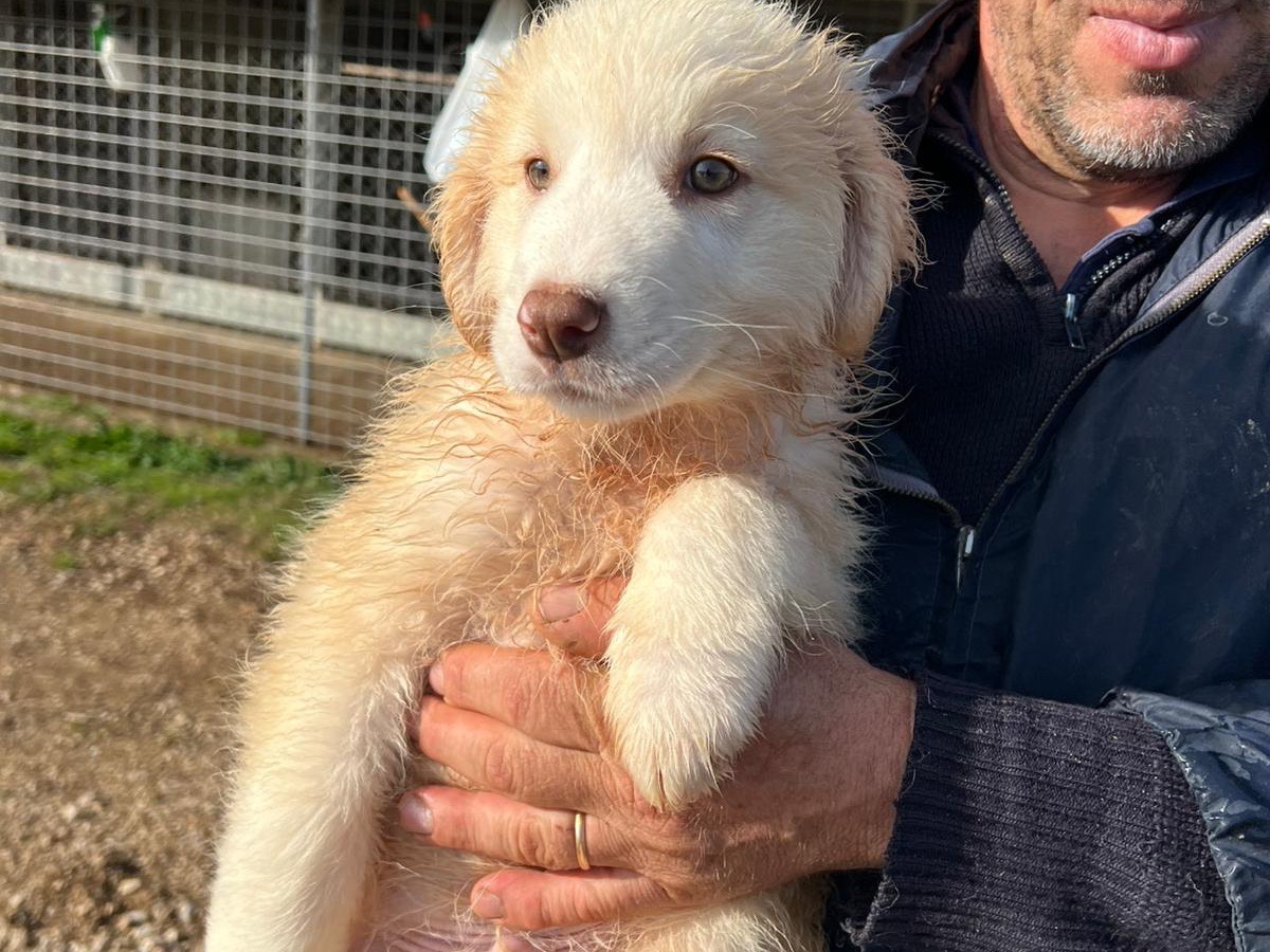 Adotta un cane, taglia media, maschio, Frosinone