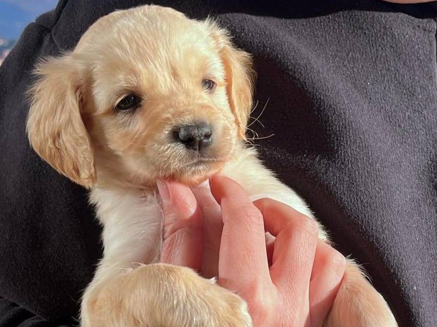 Adozione cane, maschio, Razza sconosciuta Razza sconosciuta, 1 mesi, taglia media contenuta, Frosinone