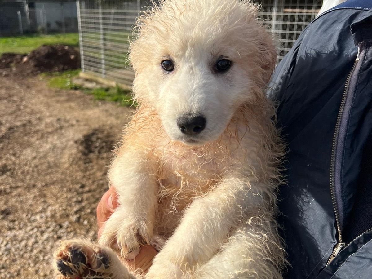 Adozione cane, femmina, Razza sconosciuta Razza sconosciuta, 3 mesi, taglia media, Frosinone