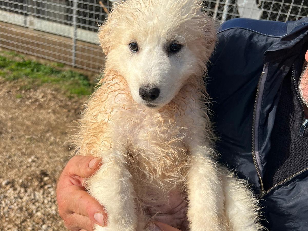 Vuoi adottare un cane a Frosinone?