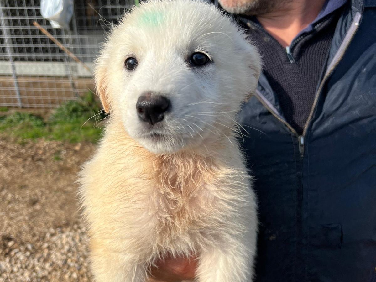 Adotta un cane, maschio, 3 mesi, Frosinone