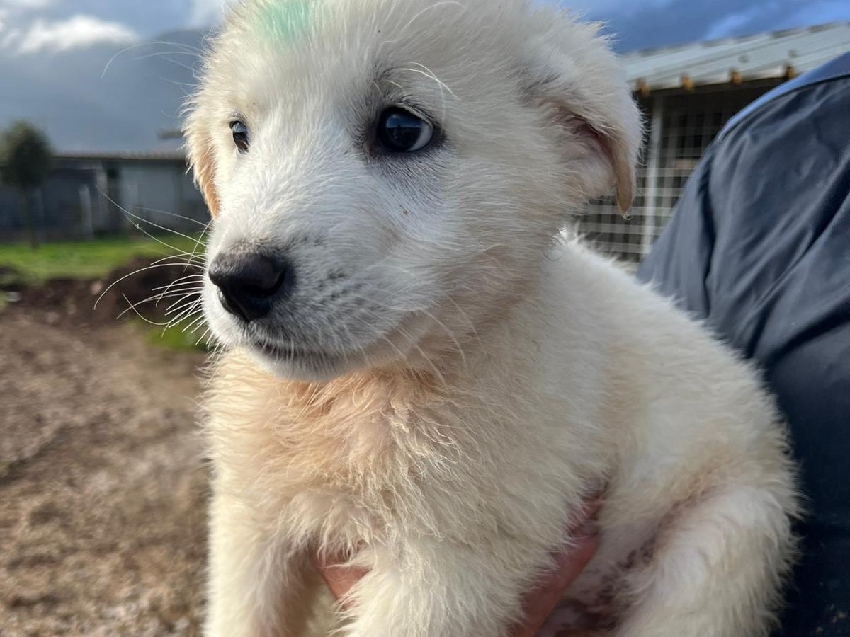 Vuoi adottare un cane a Frosinone?
