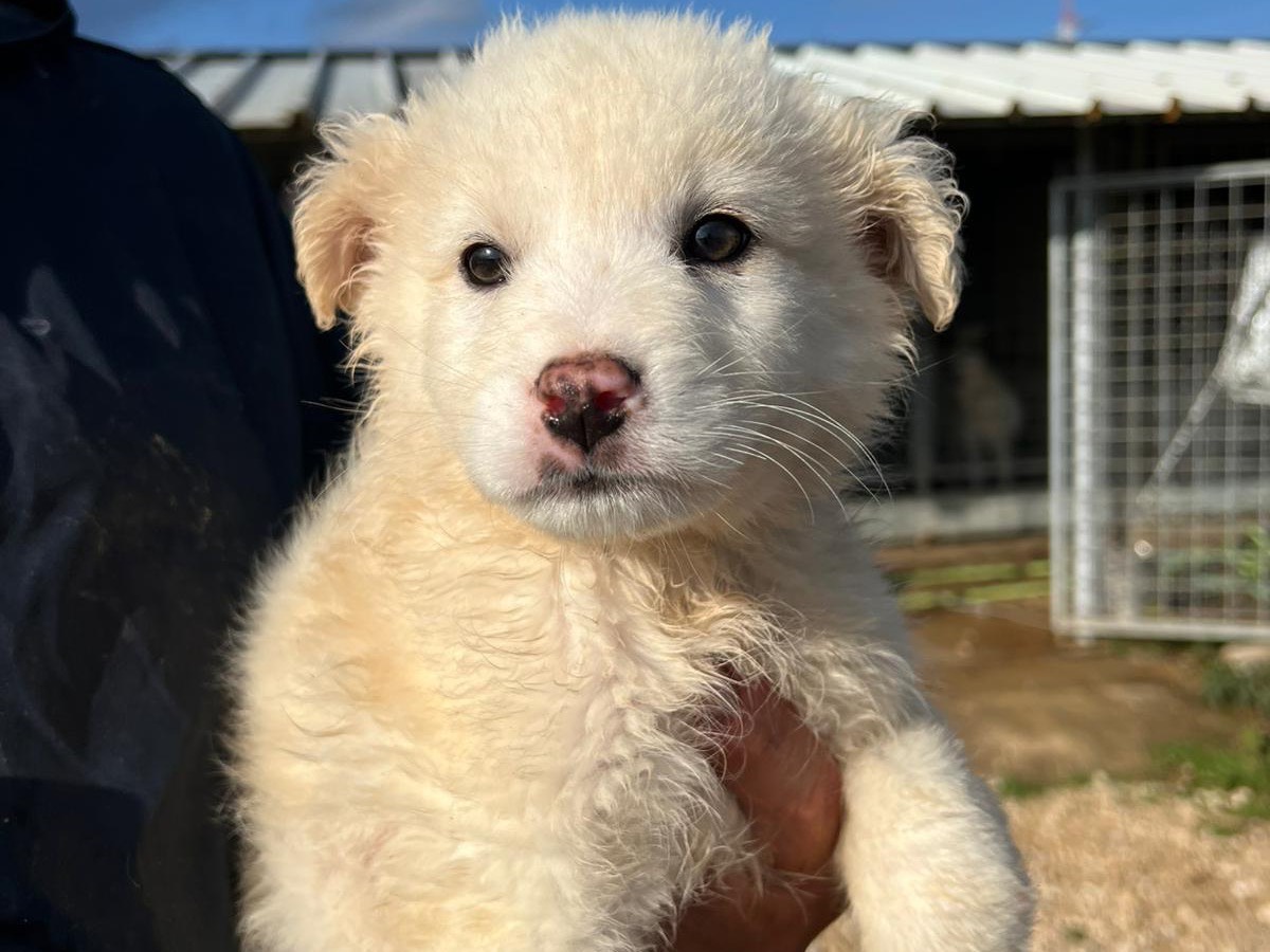 Adozione cane, femmina, Razza sconosciuta Razza sconosciuta, 3 mesi, taglia media, Frosinone