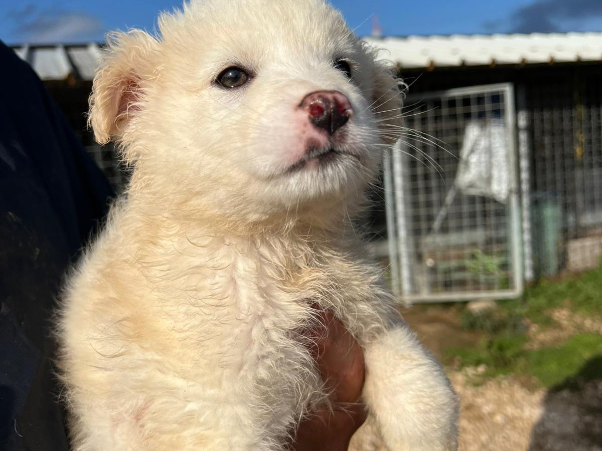 Adotta un cane, femmina, 3 mesi, Frosinone