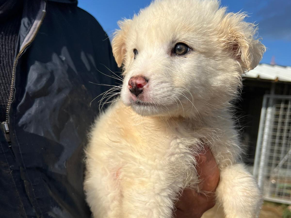 Adotta un cane, taglia media, femmina, Frosinone