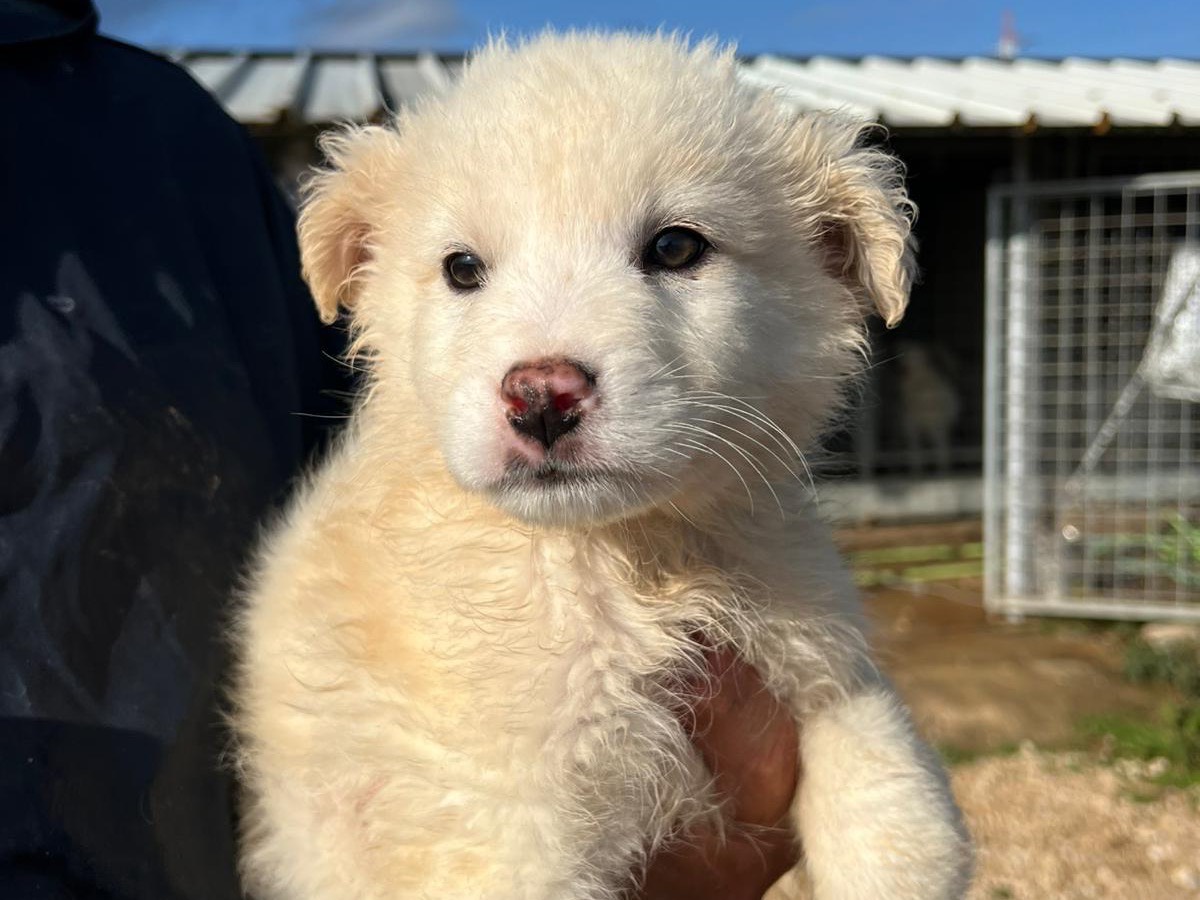 Vuoi adottare un cane a Frosinone?