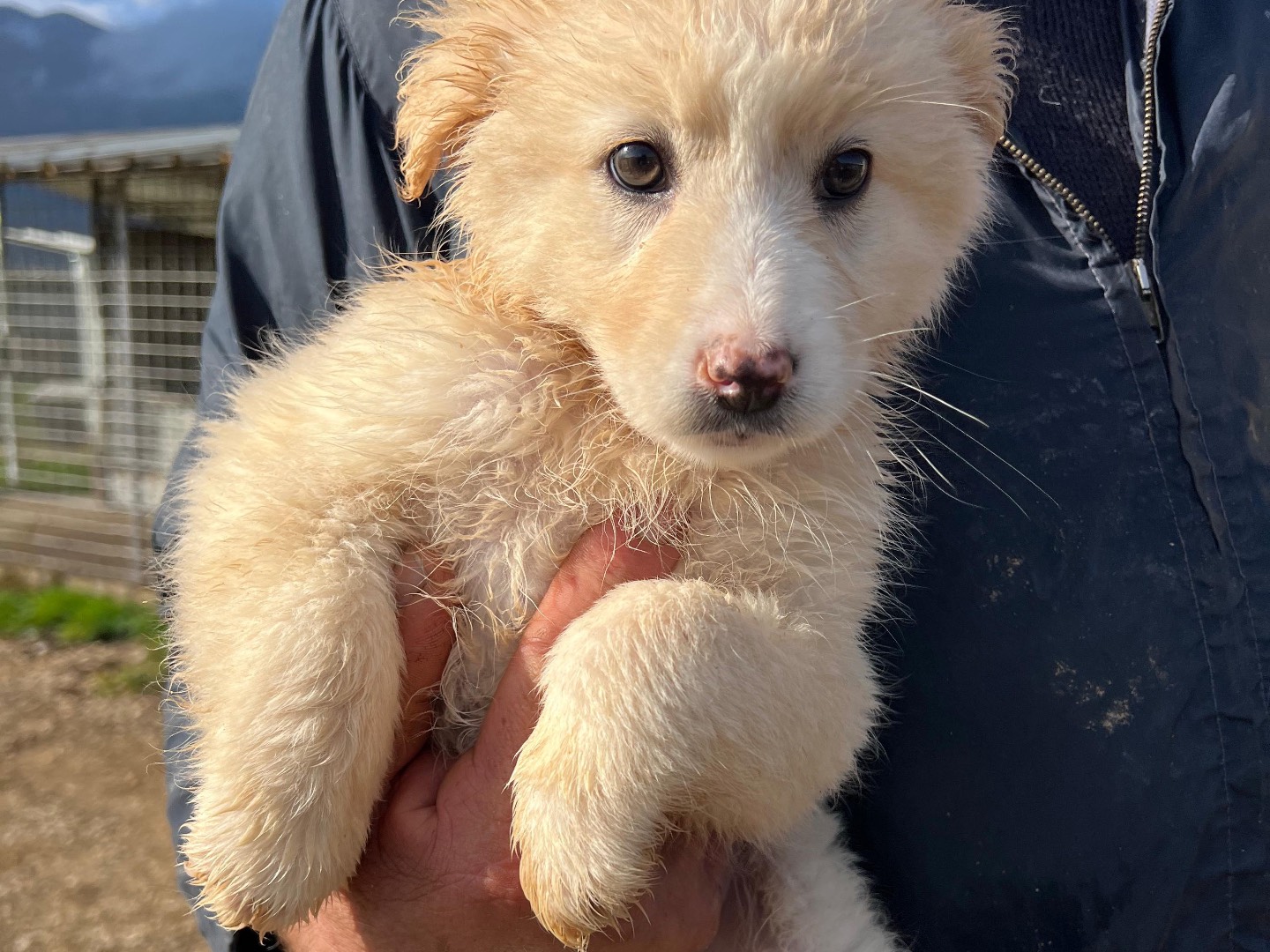Adozione cane, femmina, Razza sconosciuta Razza sconosciuta, 3 mesi, taglia media, Frosinone