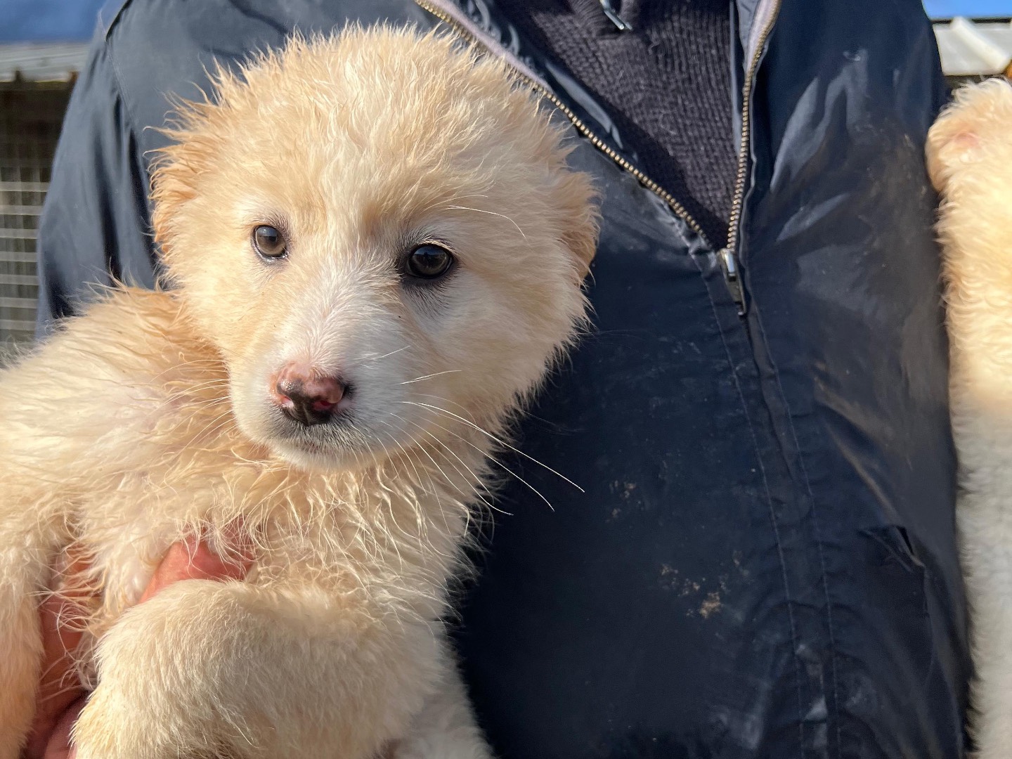 Adotta un cane, femmina, 3 mesi, Frosinone