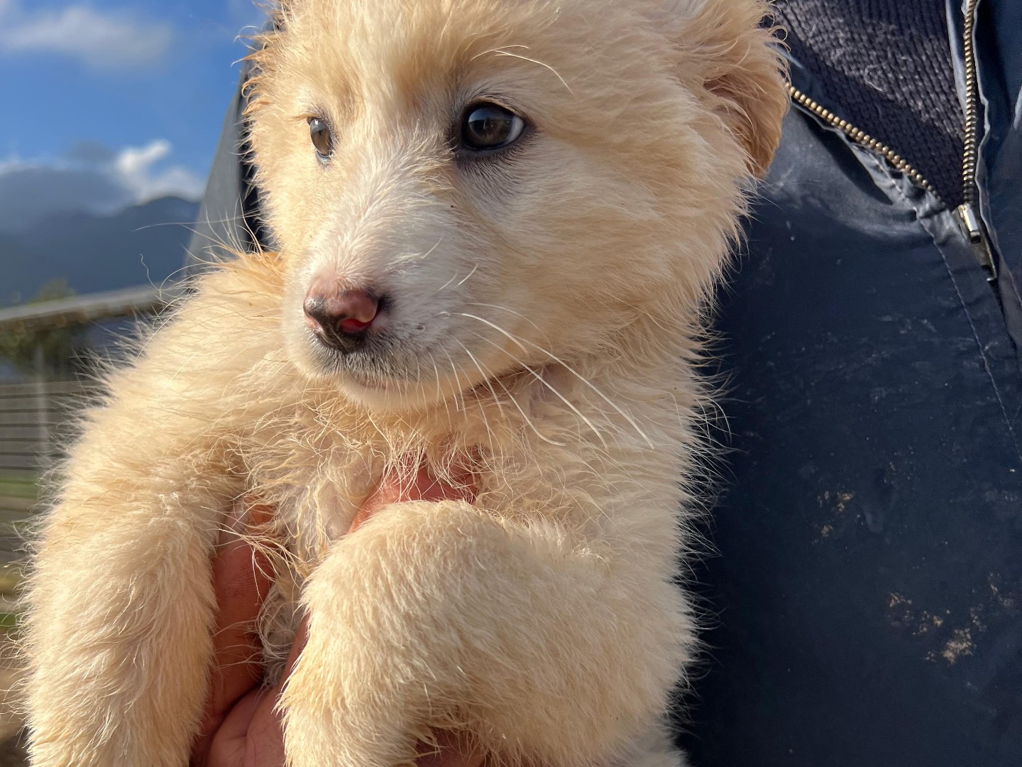 Adotta un cane, taglia media, femmina, Frosinone