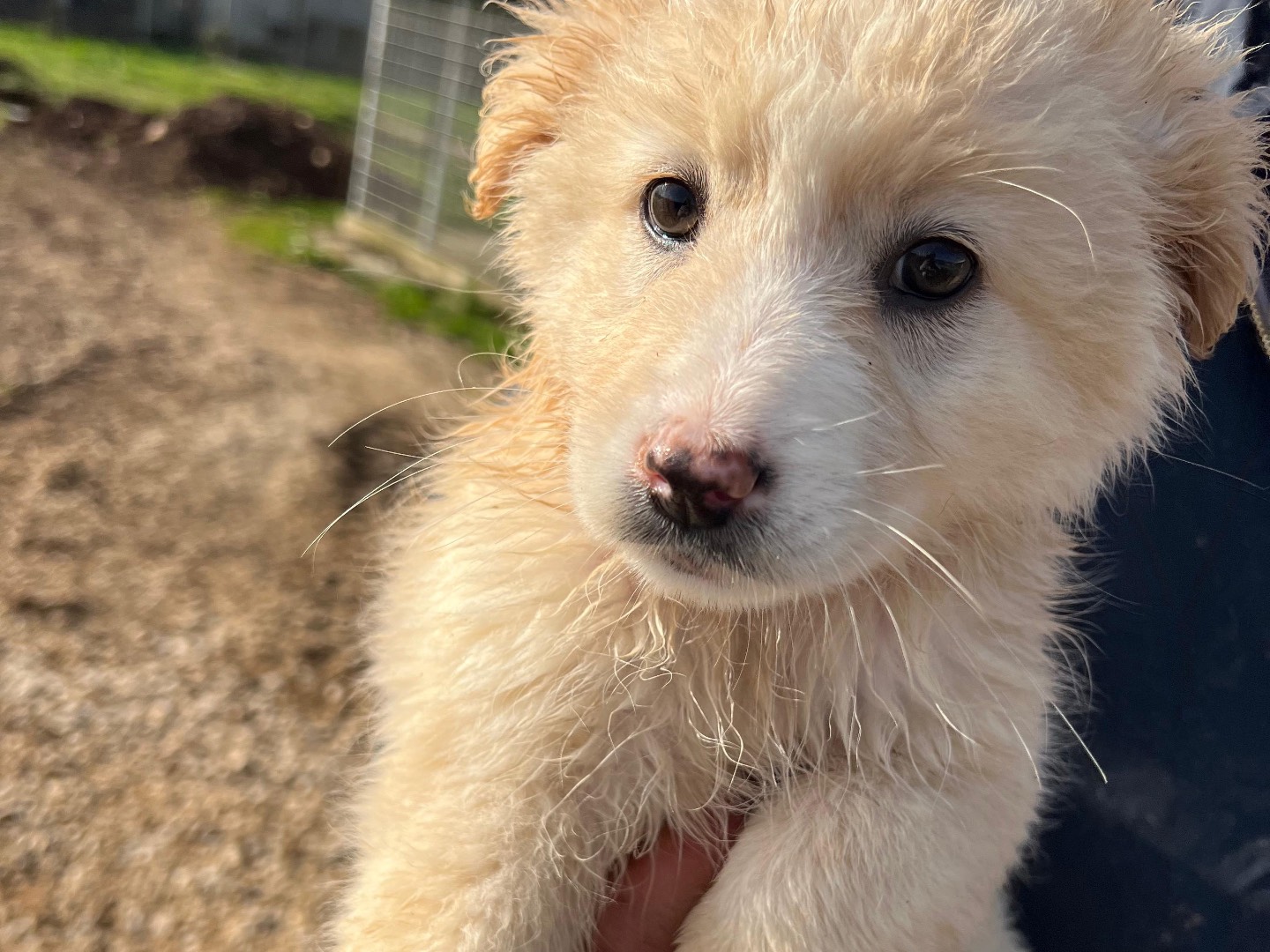 Vuoi adottare un cane a Frosinone?