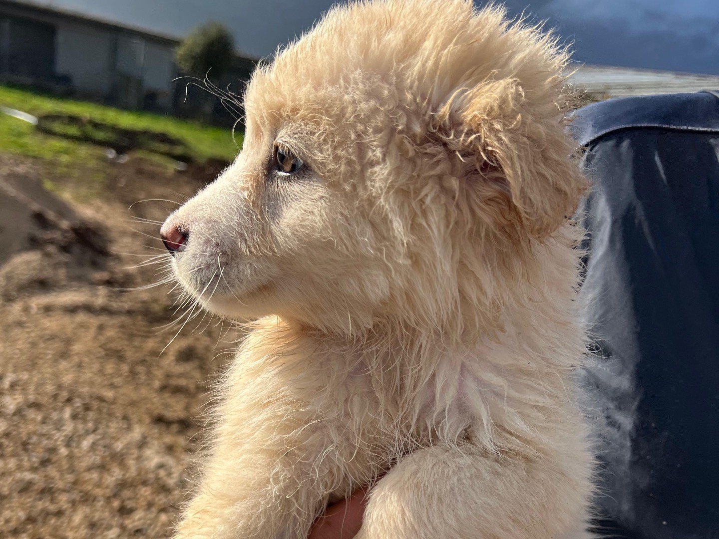 Adotta il cane milka  a Frosinone