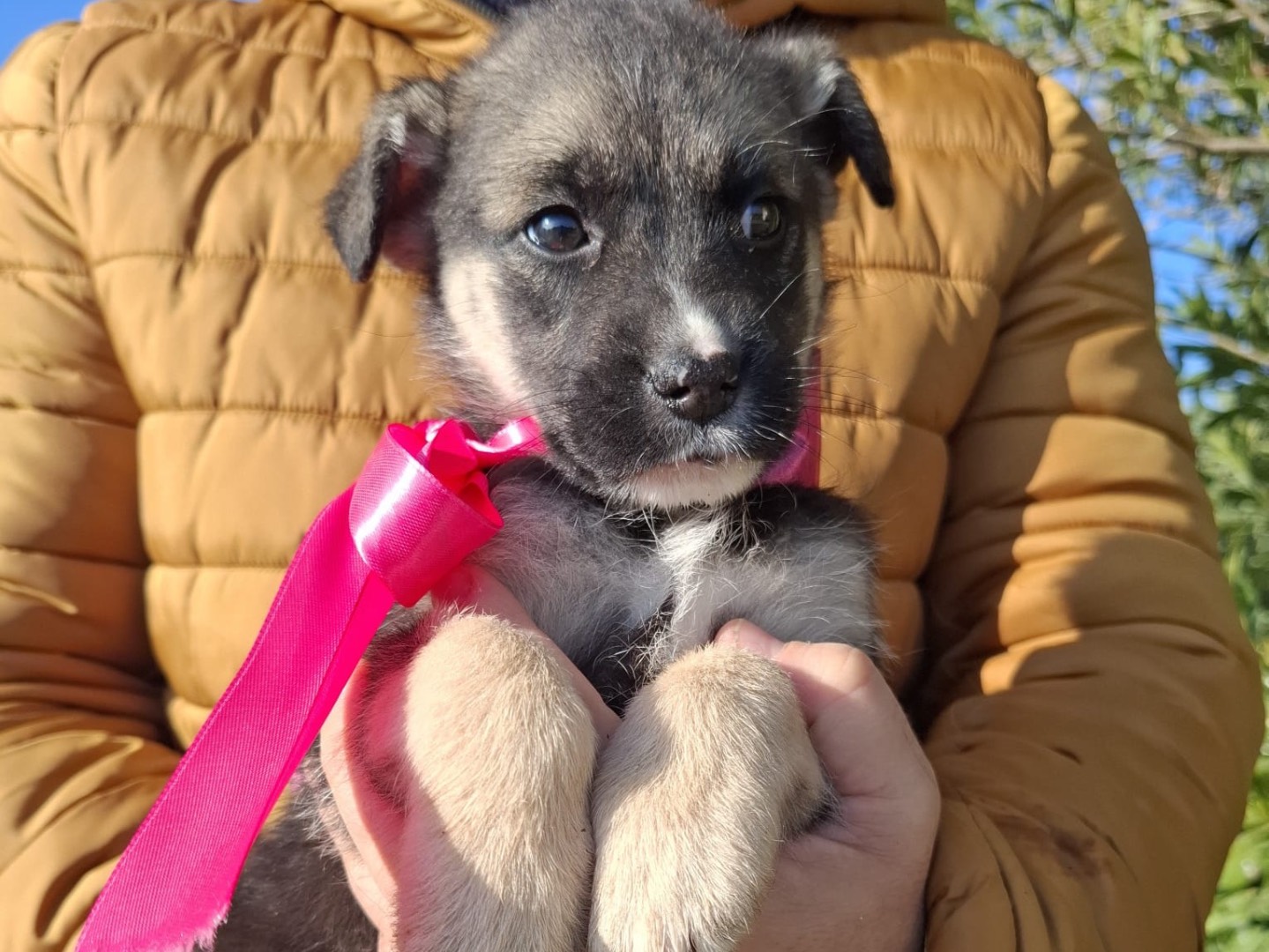 Adozione cane, femmina, Razza sconosciuta Razza sconosciuta, 3 mesi, taglia media, Foggia