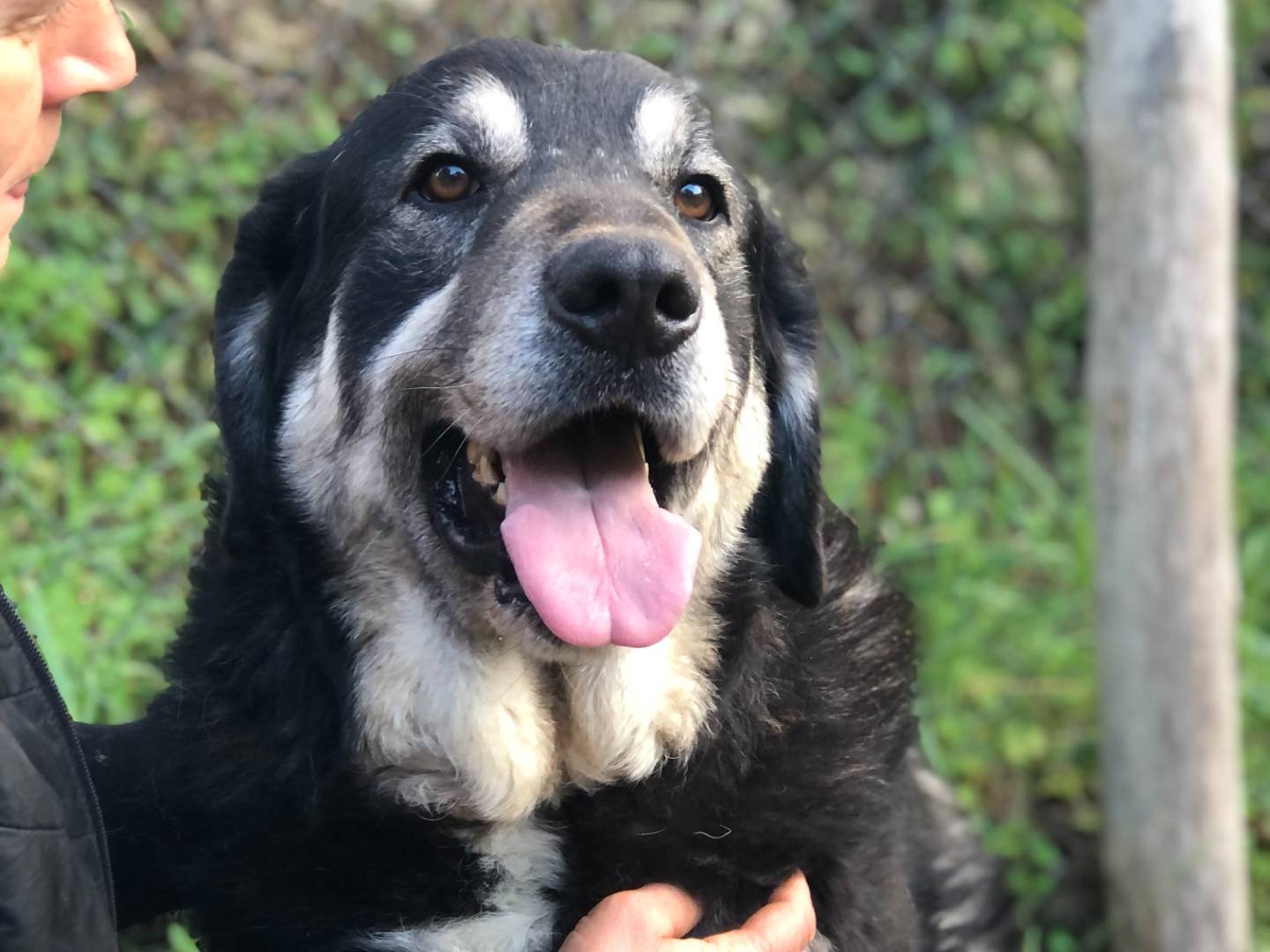 Adozione cane, maschio, Razza sconosciuta Razza sconosciuta, 5 anni e 9 mesi, taglia grande, Latina