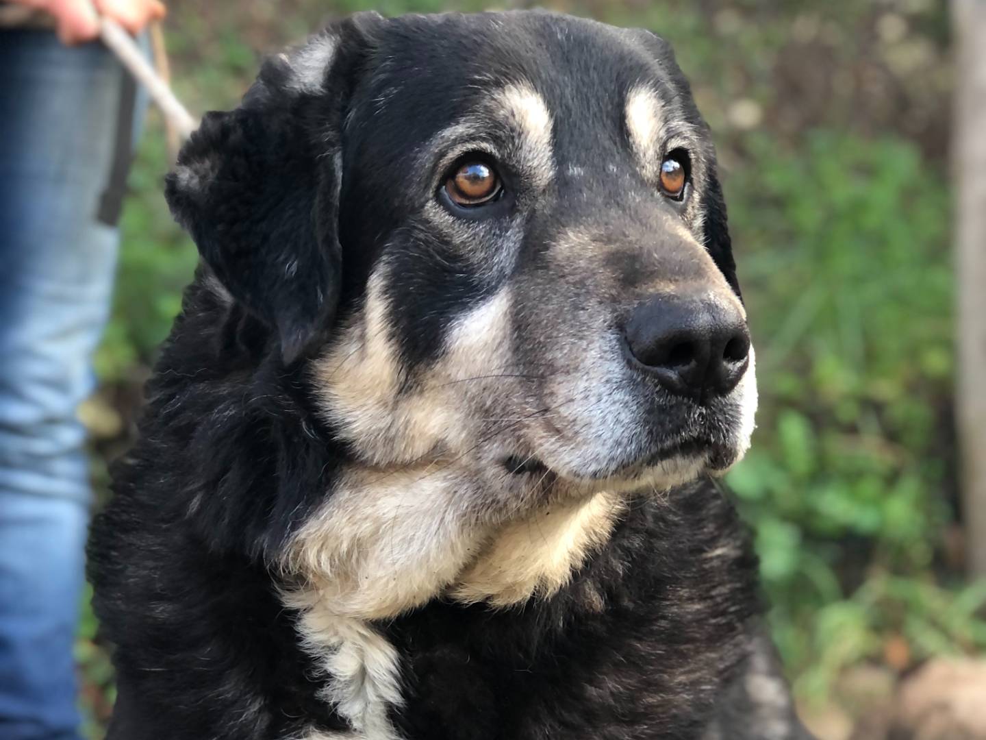 Adotta un cane, maschio, 5 anni e 9 mesi, Latina