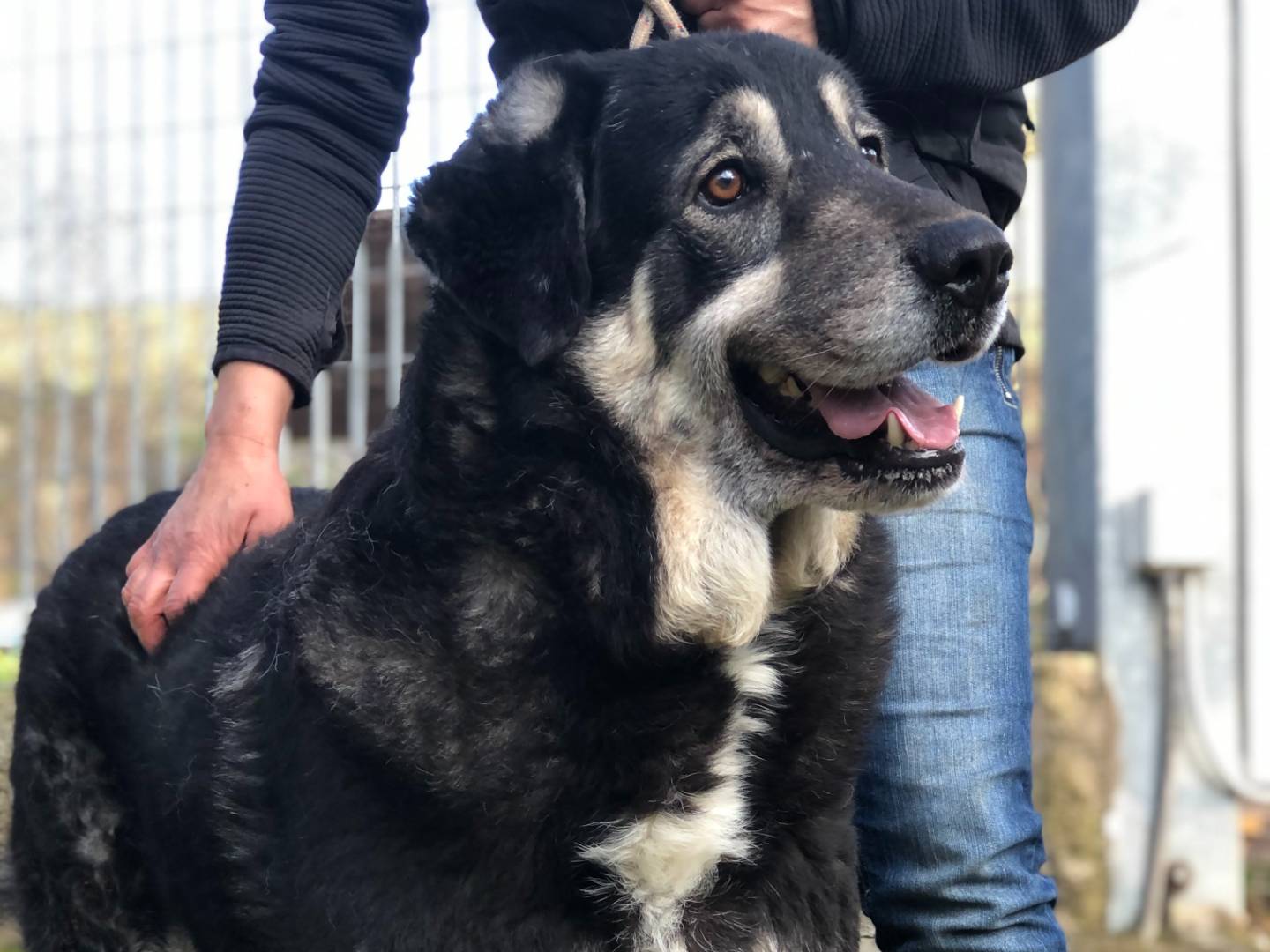 Adotta un cane, taglia grande, maschio, Latina