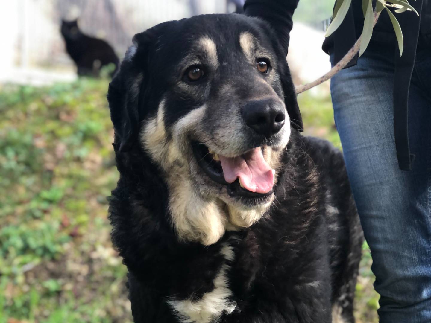 Vuoi adottare un cane a Latina?