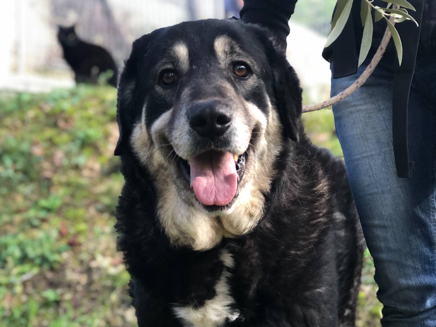 Adotta il cane Balto a Latina