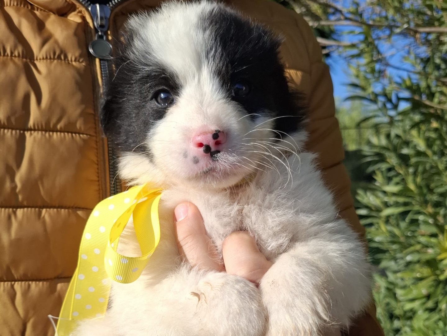 Adozione cane, maschio, Razza sconosciuta Razza sconosciuta, 3 mesi, taglia media, Foggia