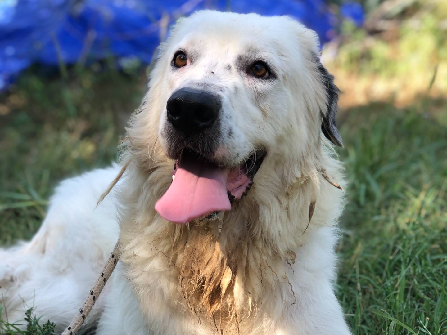 Adozione cane, maschio, Razza sconosciuta Razza sconosciuta, 4 anni e 9 mesi, taglia gigante, Latina