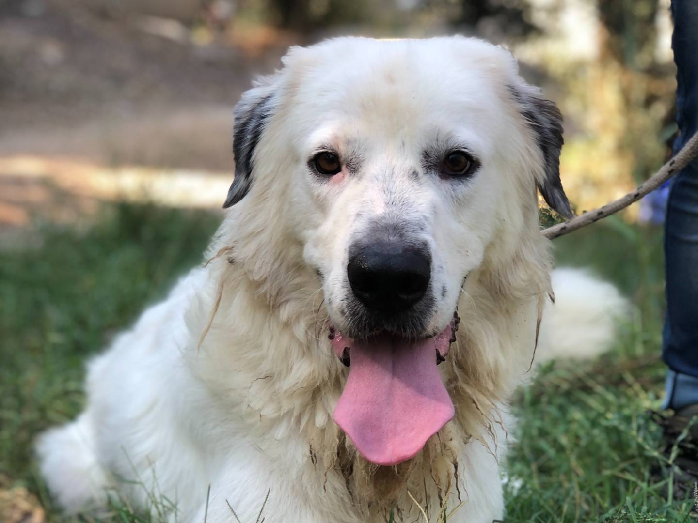 Adotta un cane, maschio, 4 anni e 9 mesi, Latina