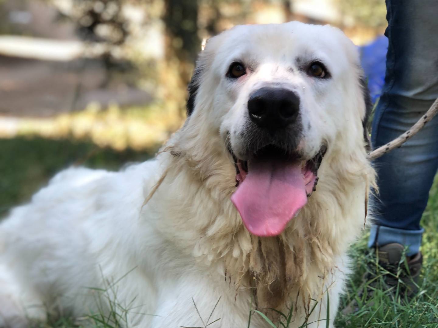 Adotta un cane, taglia gigante, maschio, Latina