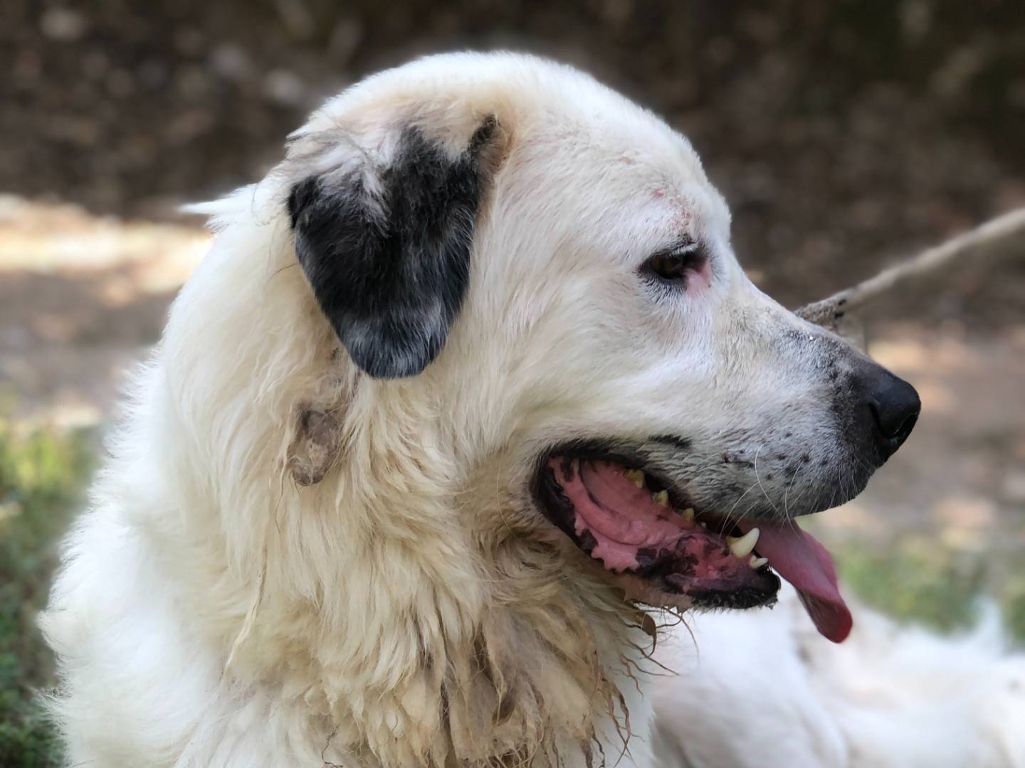 Vuoi adottare un cane a Latina?