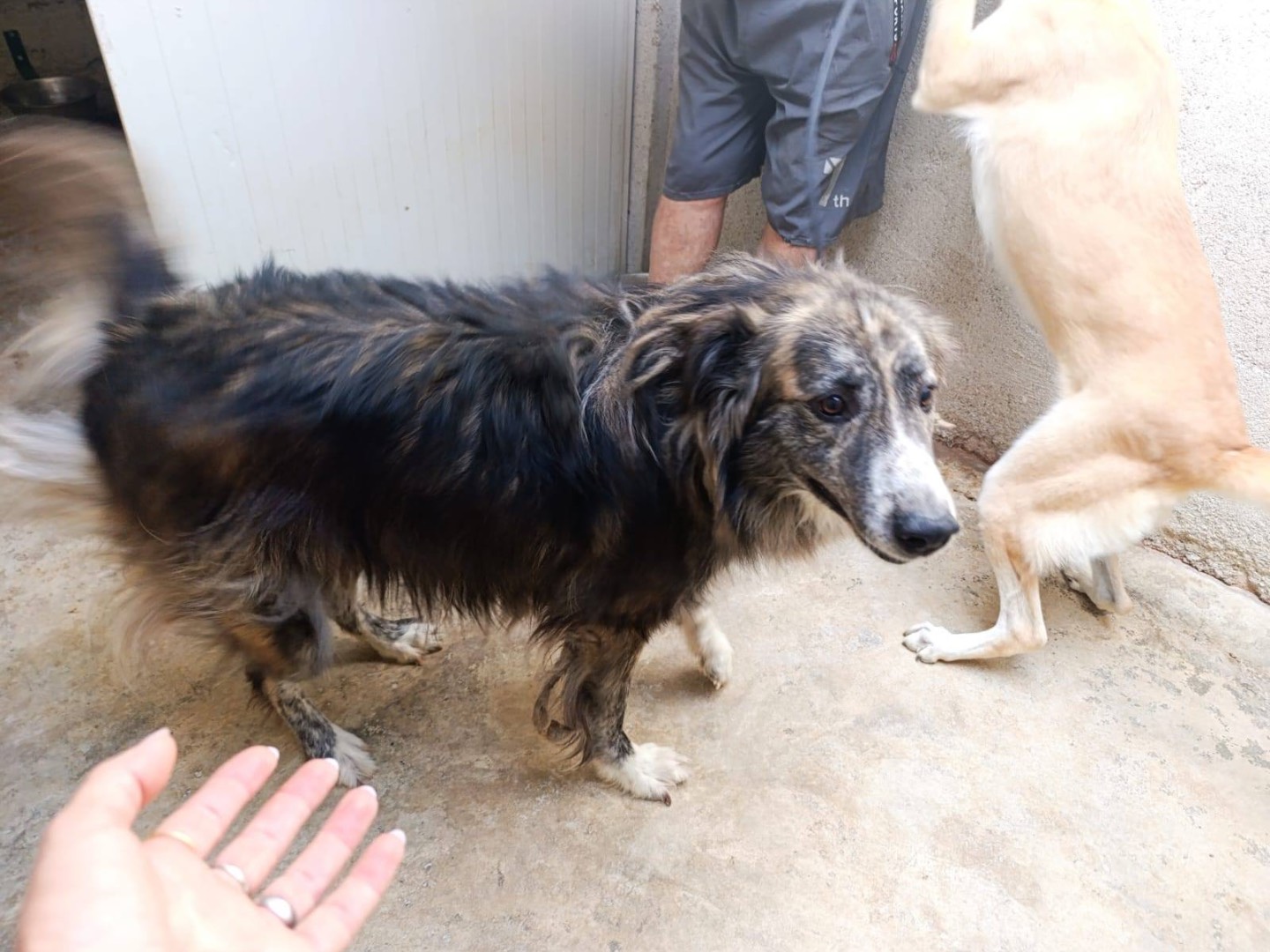 Adotta il cane Marlon a Venezia