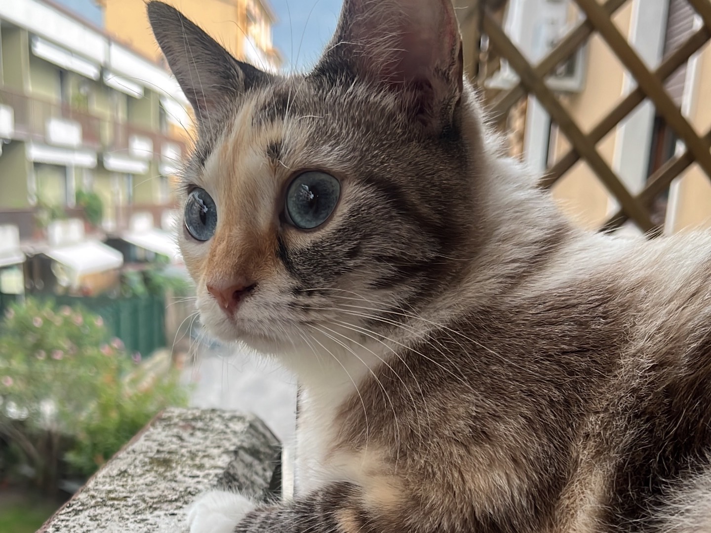 Adozione gatto, femmina, Razza sconosciuta Razza sconosciuta, 1 anno e 6 mesi, taglia non valida, Verona