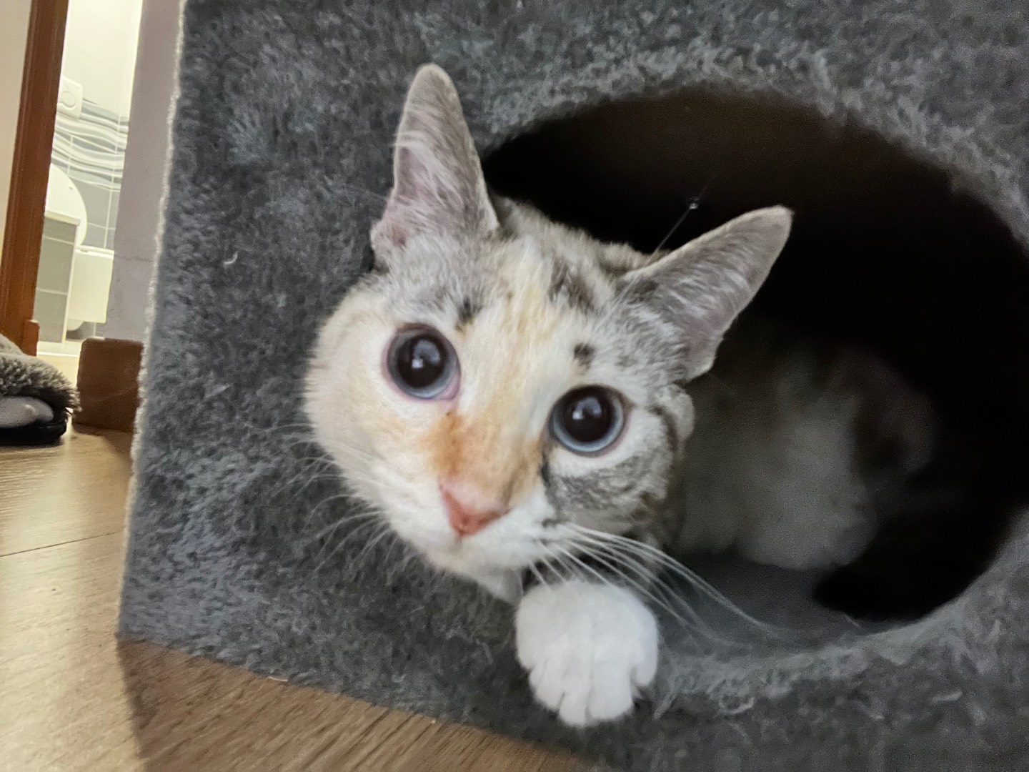 Adotta un gatto, femmina, 1 anno e 6 mesi, Verona