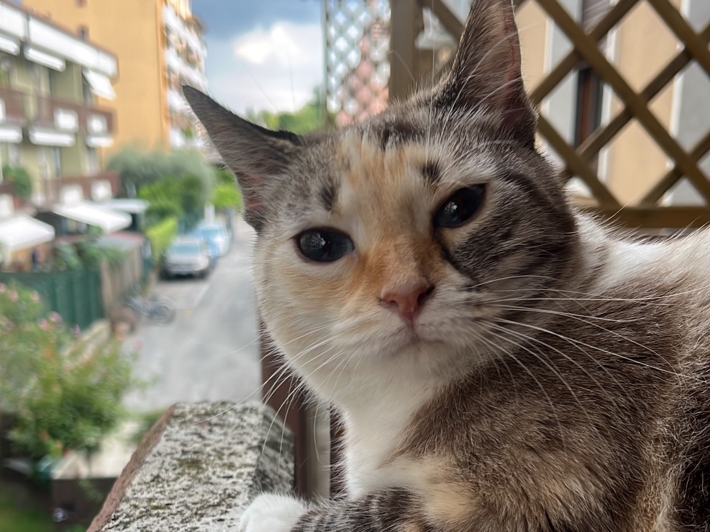 Adotta un gatto, taglia non valida, femmina, Verona