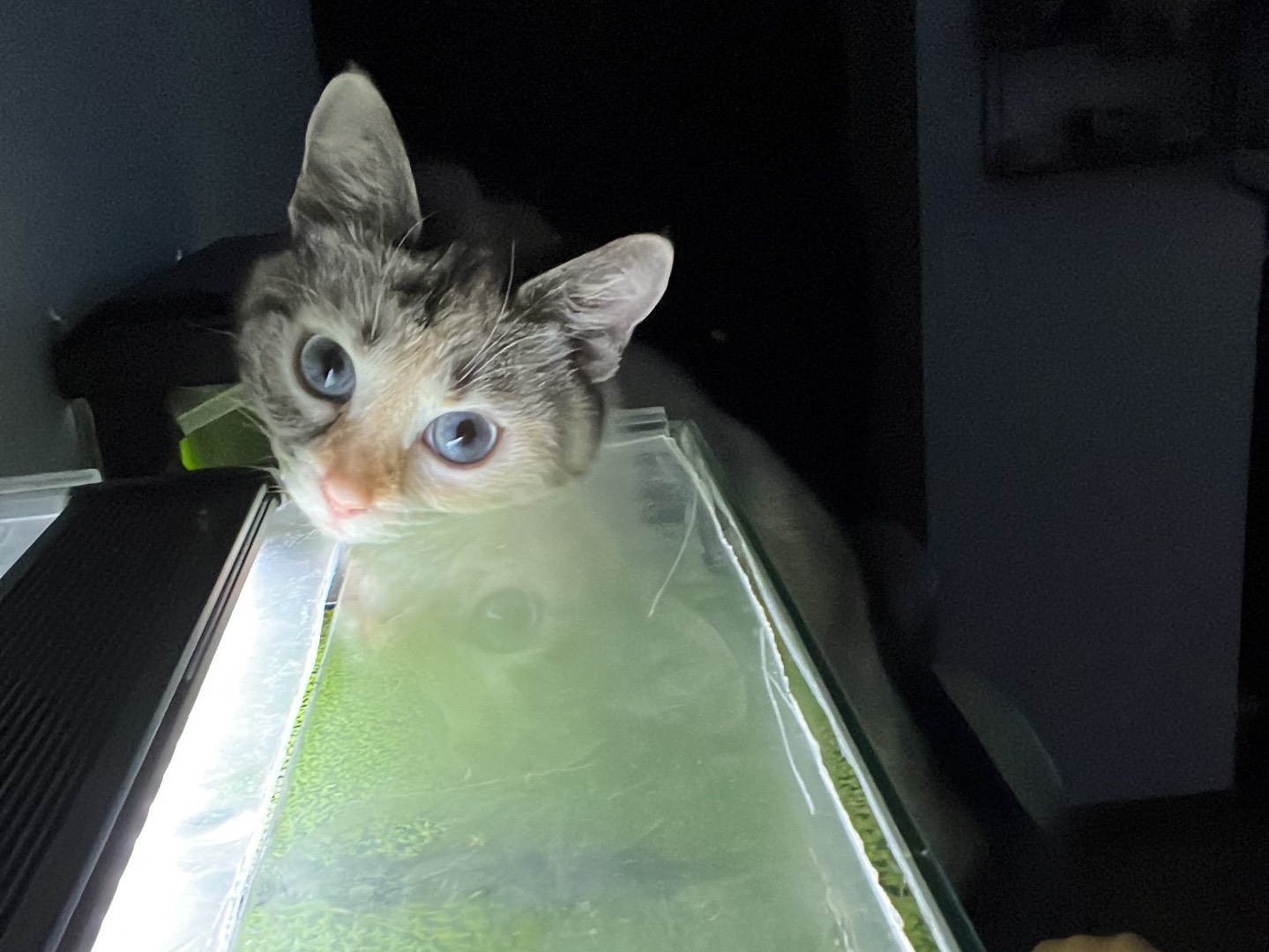 Vuoi adottare un gatto a Verona?