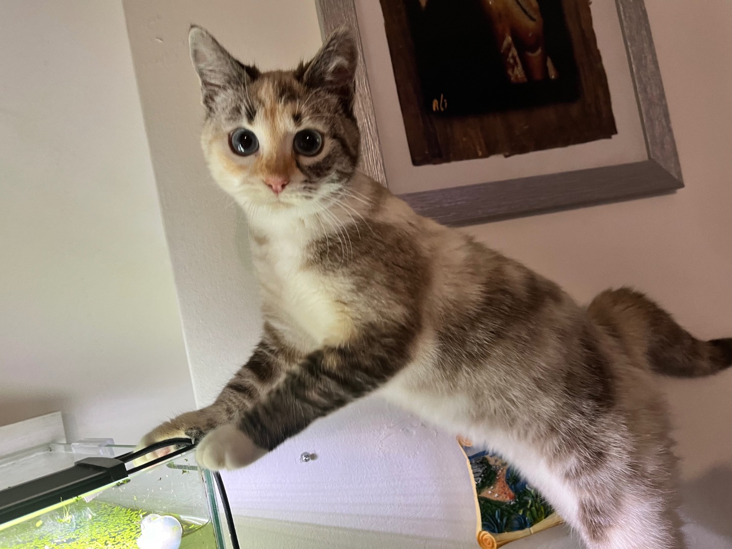 Adotta il gatto Nubia a Verona