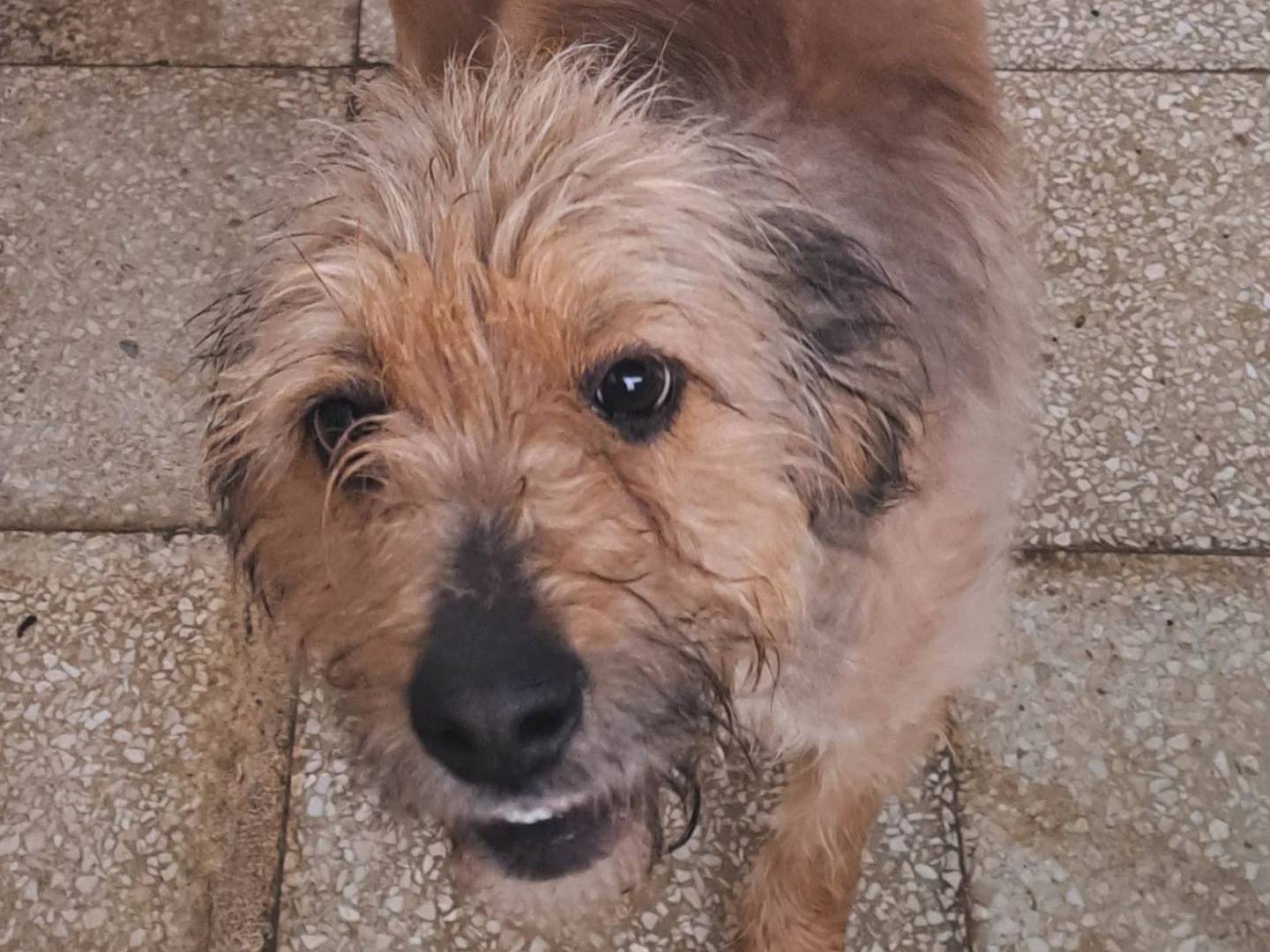 Adozione cane, femmina, Spinone Razza sconosciuta, 3 anni e 1 mese, taglia media contenuta, Caserta