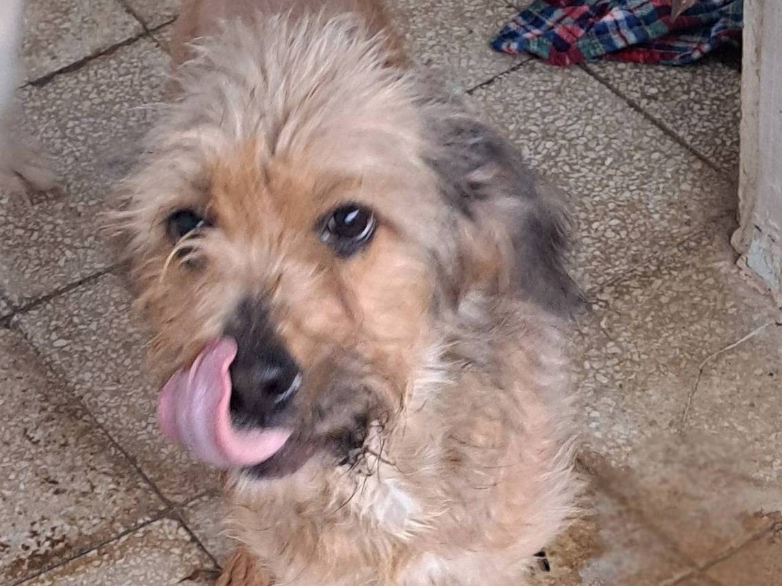 Adotta un cane, femmina, 3 anni e 1 mese, Caserta