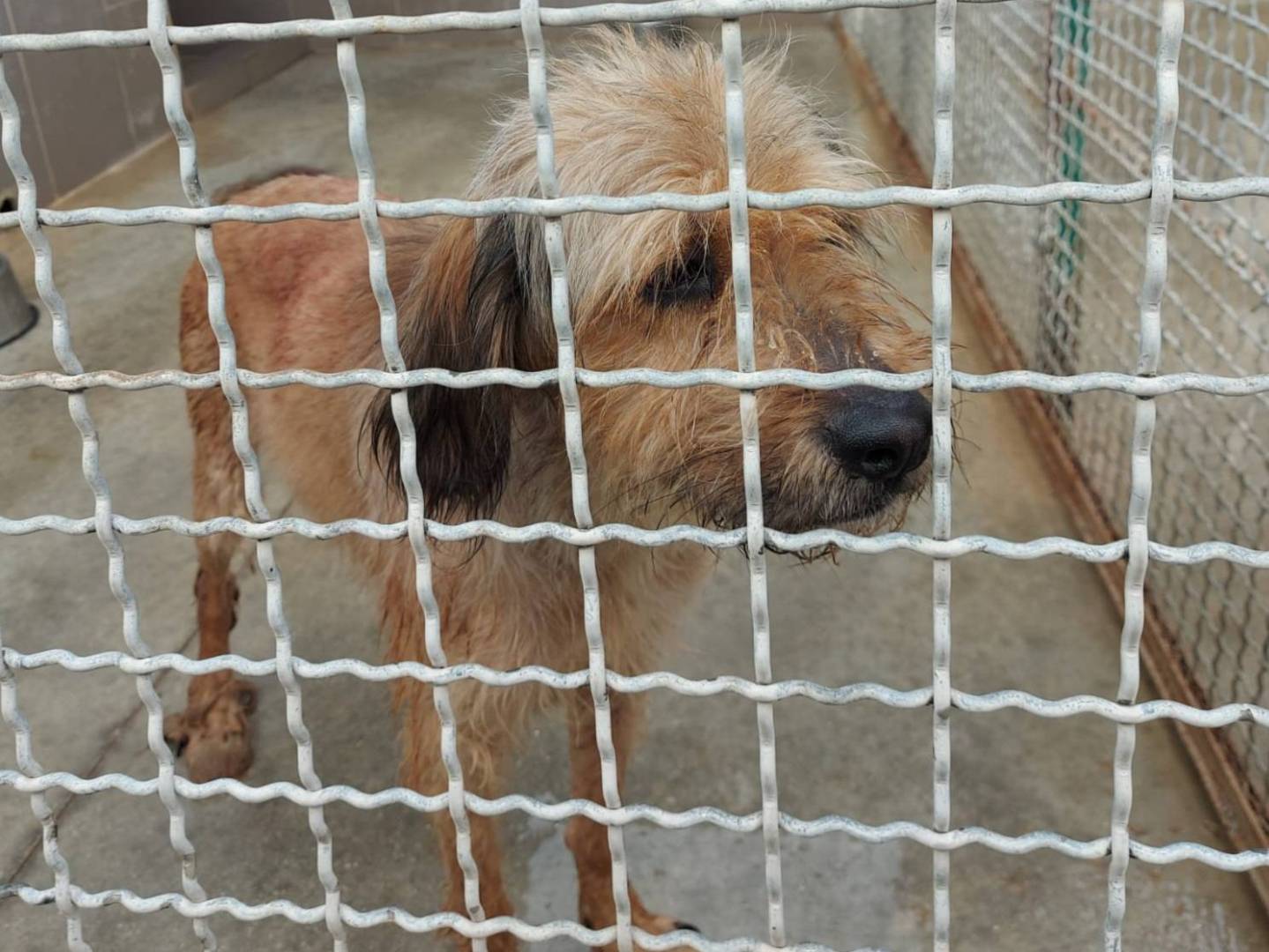 Adotta un cane, taglia media contenuta, femmina, Caserta