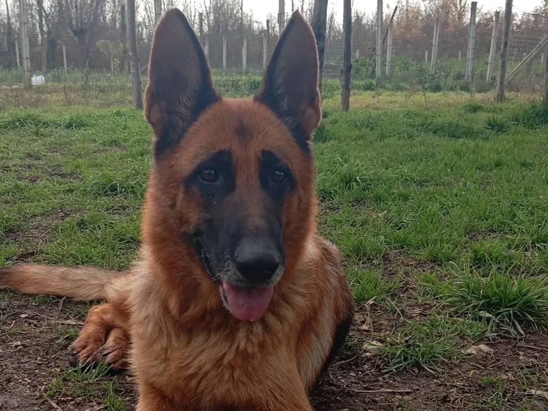 Adozione cane, femmina, Pastore tedesco Razza sconosciuta, 7 anni e 11 mesi, taglia media, Caserta