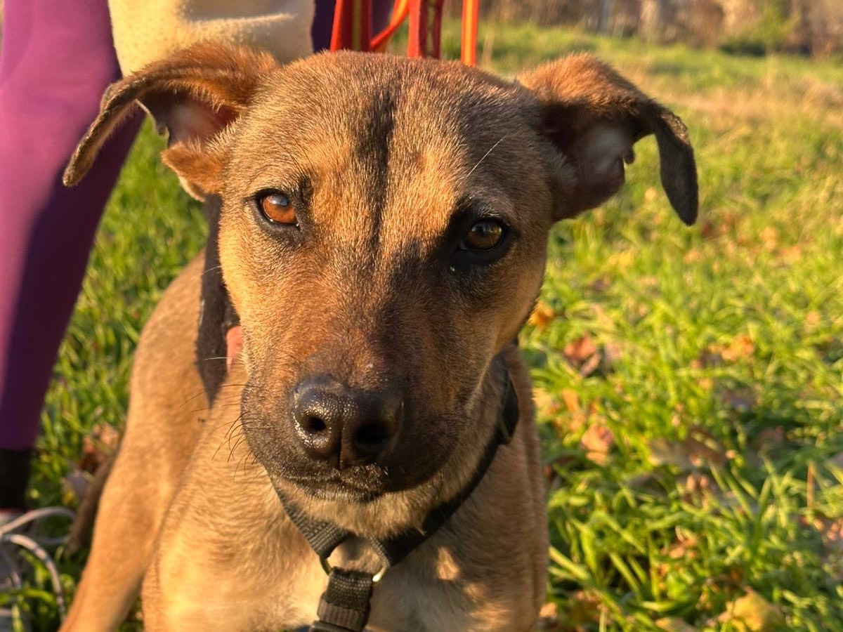 Adotta un cane, maschio, 7 mesi, Milano