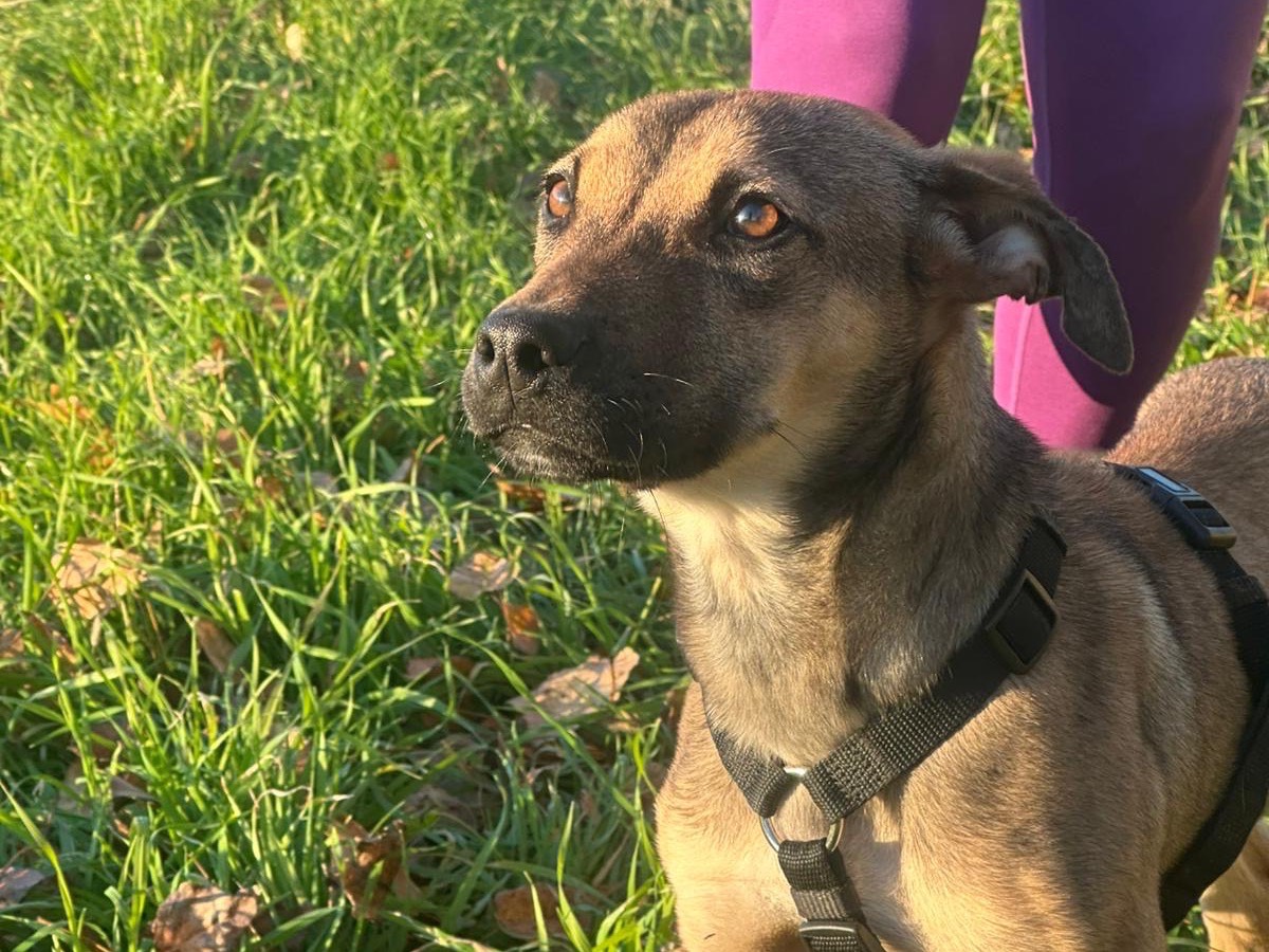 Adotta un cane, taglia media, maschio, Milano