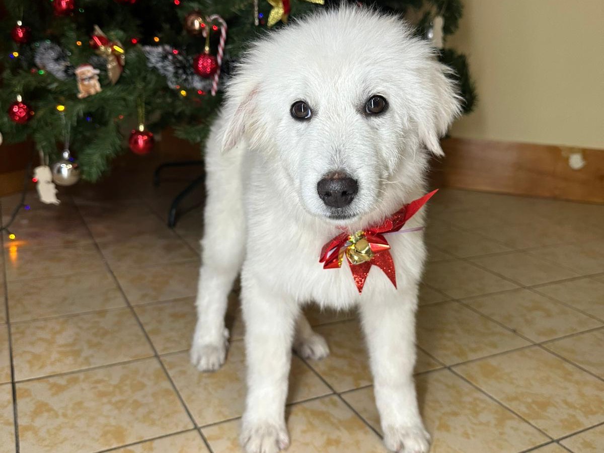 Adozione cane, maschio, Razza sconosciuta Razza sconosciuta, 5 mesi, taglia media, Roma