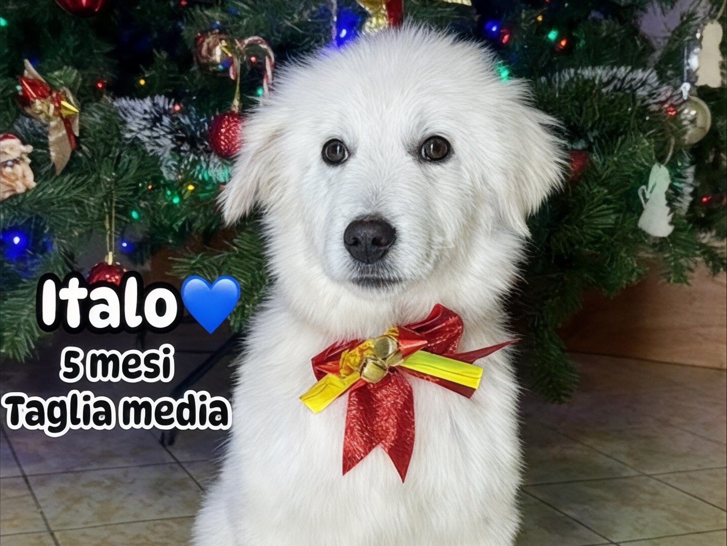 Adotta un cane, maschio, 5 mesi, Roma