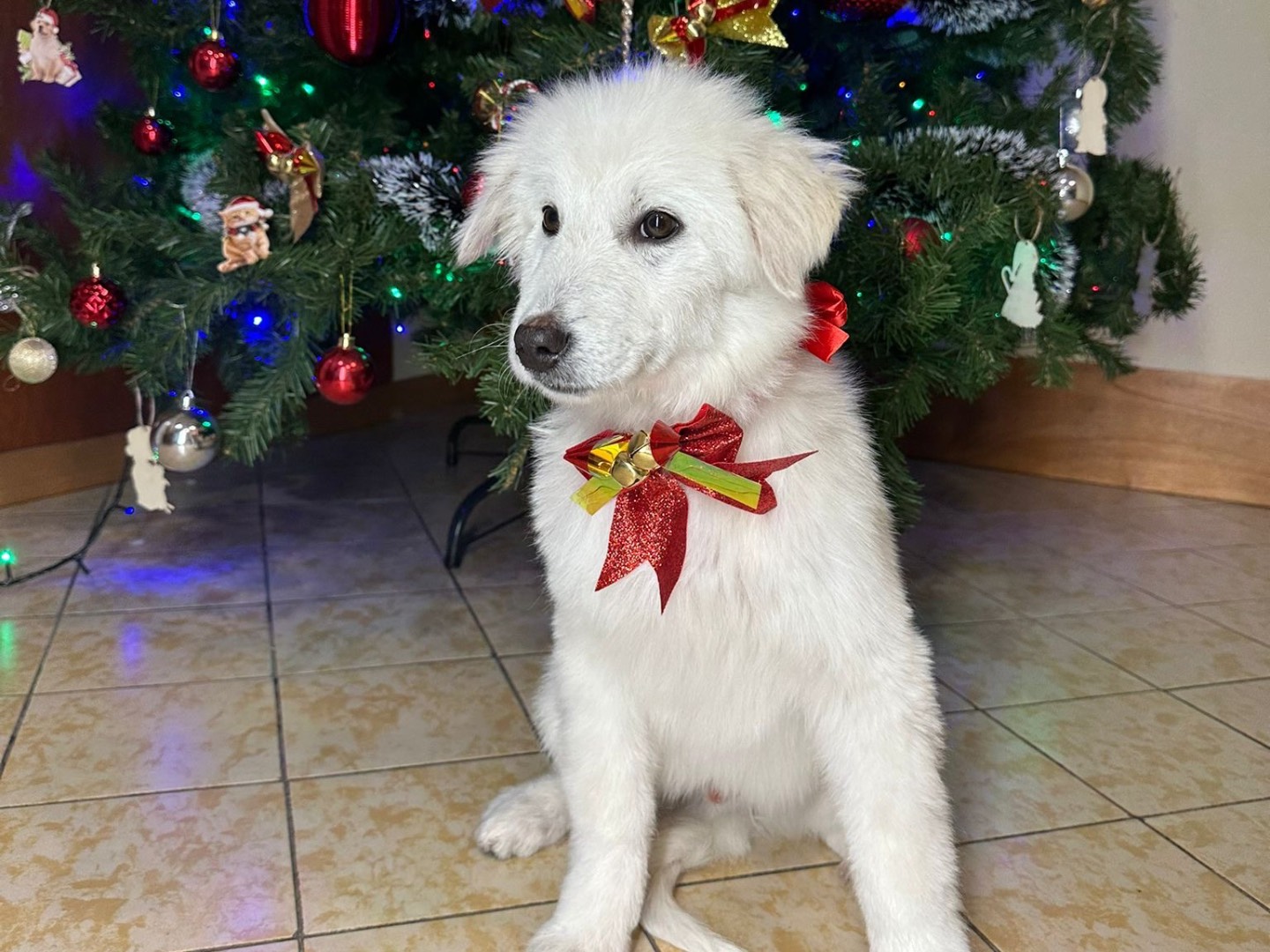 Vuoi adottare un cane a Roma?